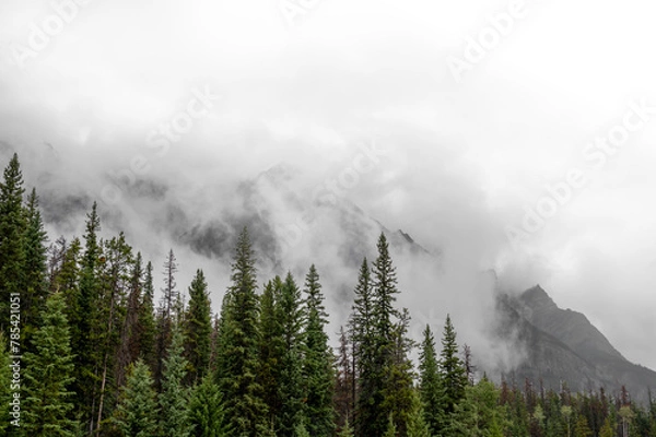 Fototapeta Dramatic view of Rocky Mountains enclosed in mist and clouds with green spruce trees in the foreground.  The clouds fade to transparent towards the top right.
