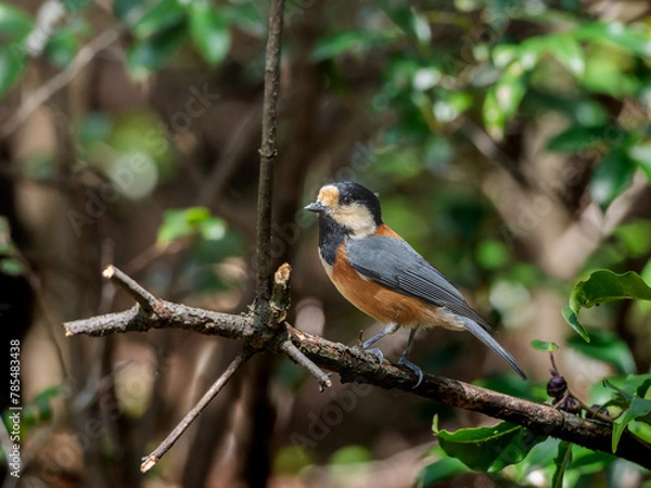 Fototapeta 木の枝にとまるヤマガラ