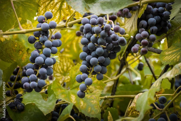 Fototapeta background of fresh grapes on a background of green leaves