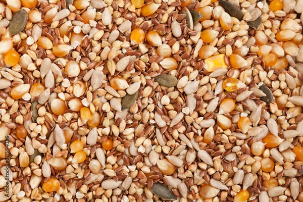 Obraz Organic seeds: corn, sesame, flax, buckwheat, wheat, rice, pumpk
