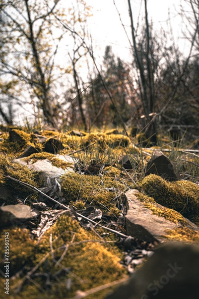 Fototapeta autumn forest in the forest