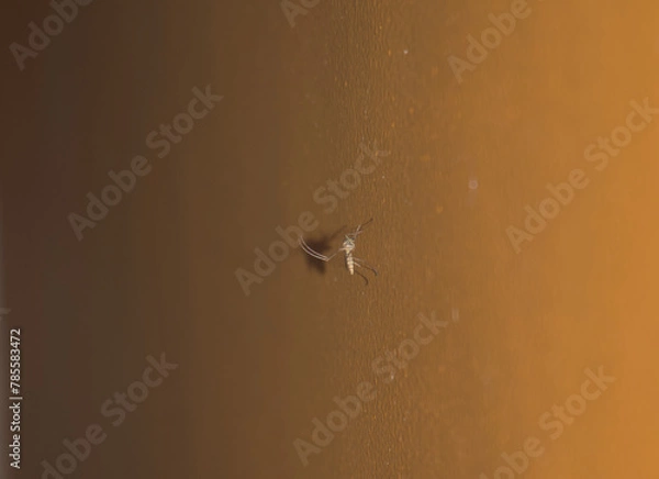 Obraz Mosquito on wall resting. Closeup.