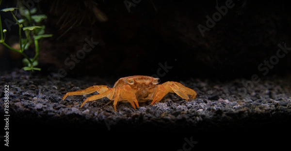 Obraz Geosesarma - Vampire Crab Molt 