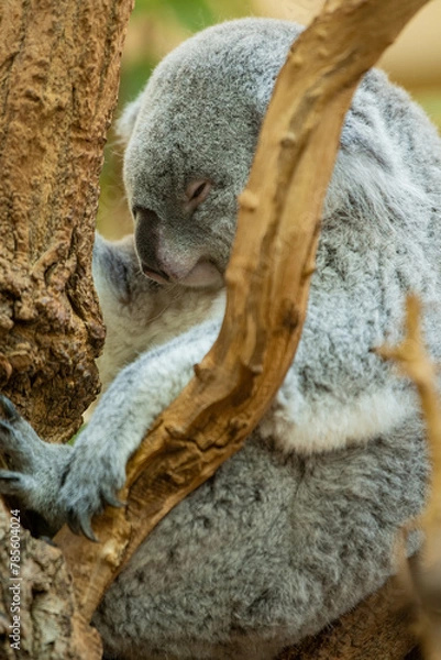 Fototapeta Koala Bär