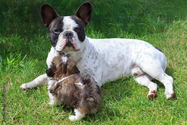 Obraz French bulldog and shih tzu puppy playing in the garden