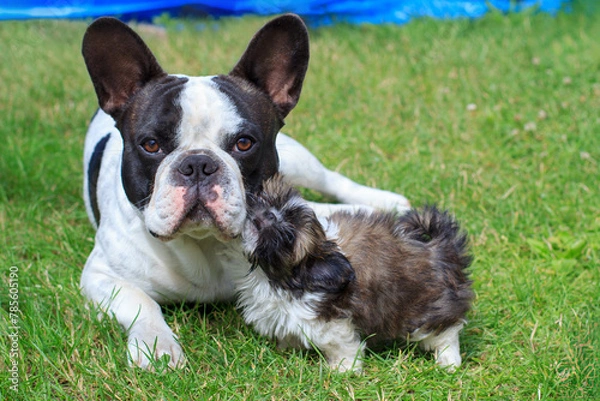 Obraz French bulldog and shih tzu puppy playing in the garden