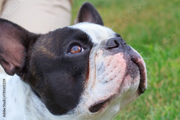 Obraz French Bulldog is resting in a sunny garden with a green lawn
