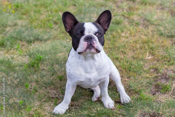 Obraz French Bulldog is resting in a sunny garden with a green lawn
