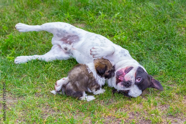 Obraz French bulldog and shih tzu puppy playing in the garden