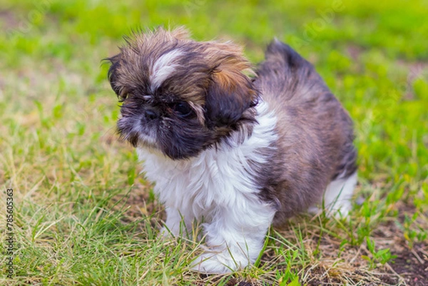 Obraz Shih tzu puppy playing in the garden