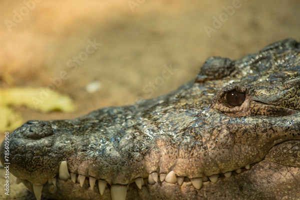 Fototapeta Krokodil
