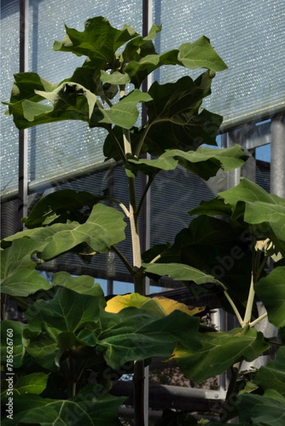 Obraz botanische tuin