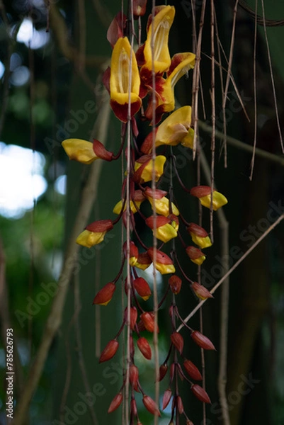 Obraz botanische tuin