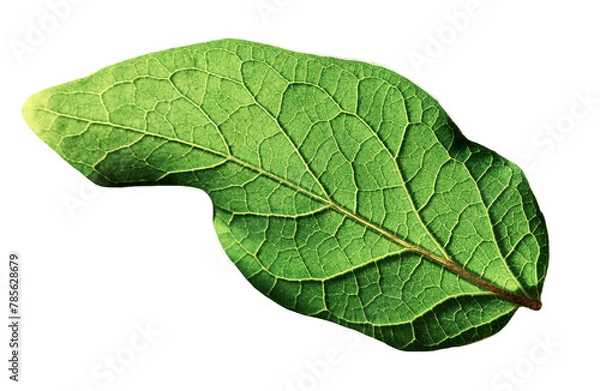 Fototapeta green leaf isolated with texture