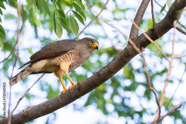 Fototapeta Wegebussard