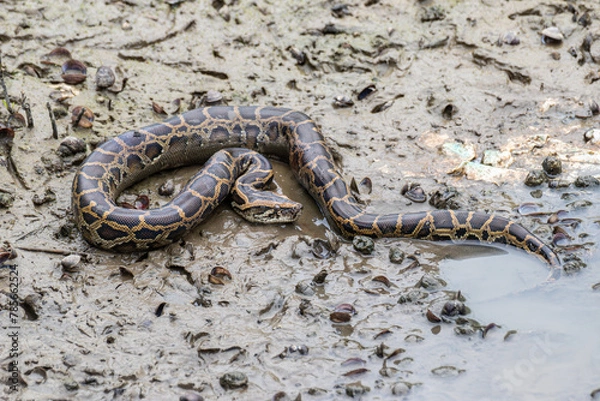 Fototapeta burmese python in wetland mud beach
