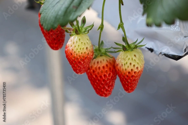 Fototapeta ハウス栽培されるイチゴ