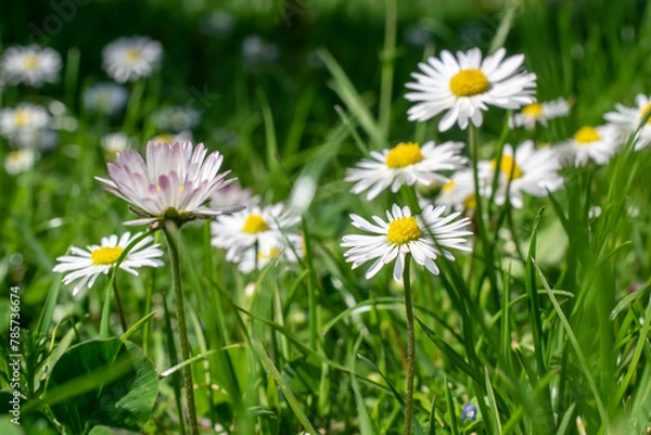Fototapeta spring meadow, blooming field daisy