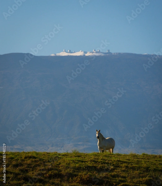 Obraz white horse snow