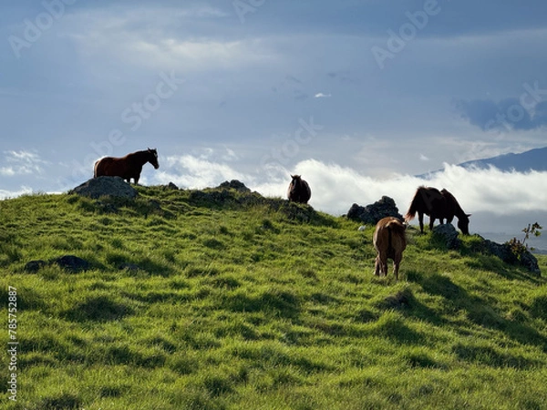 Obraz horses grazing