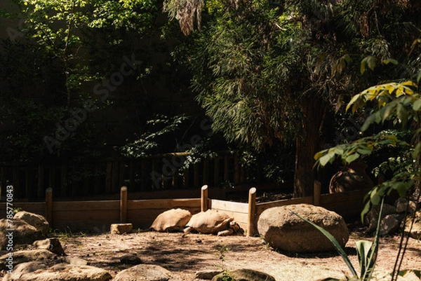 Fototapeta Animals in the zoo. Wild African animals in a summer forest on a sunny day. Outdoor activities with children. Riverbanks Zoo and Garden, Columbia, South Carolina, USA. Large turtles in the zoo