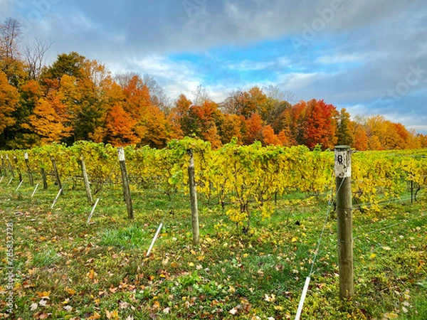 Obraz Autumn colors behind the vines in the vineyard