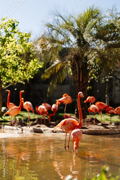 Fototapeta Animals in the zoo. Wild African animals in a summer forest on a sunny day. Outdoor activities with children. Riverbanks Zoo and Garden, Columbia, South Carolina, USA. American flamingos in the zoo