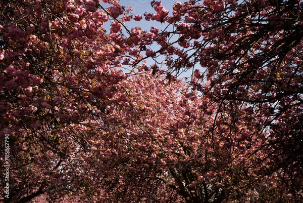 Obraz Cherry Blossom in Spring