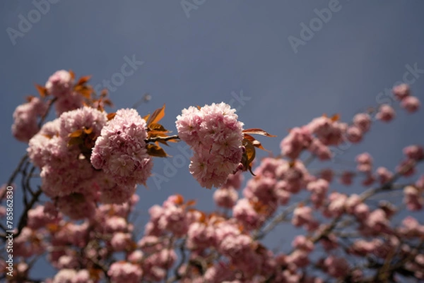 Fototapeta Cherry Blossom in Spring
