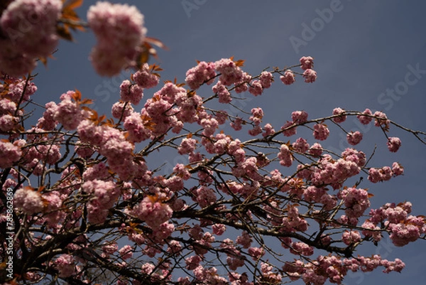 Fototapeta Cherry Blossom in Spring