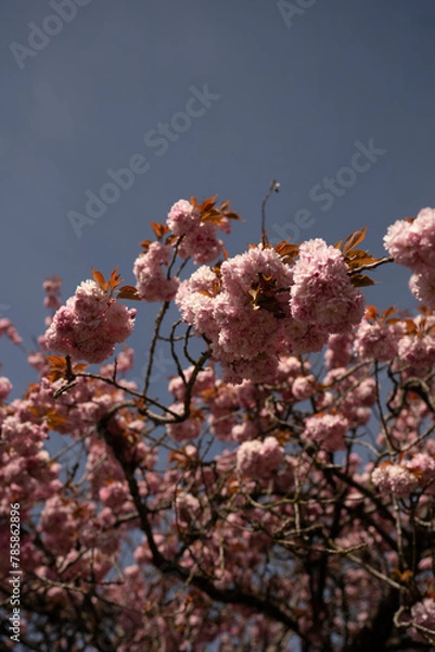 Obraz Cherry Blossom in Spring