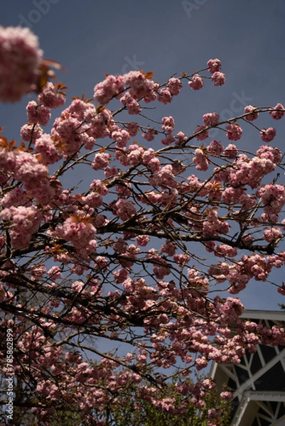 Fototapeta Cherry Blossom in Spring