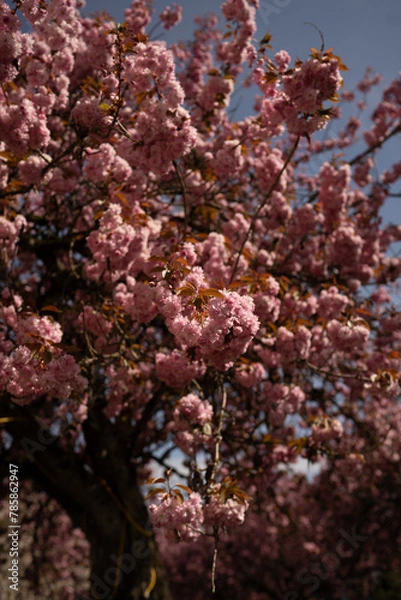 Fototapeta Cherry Blossom in Spring