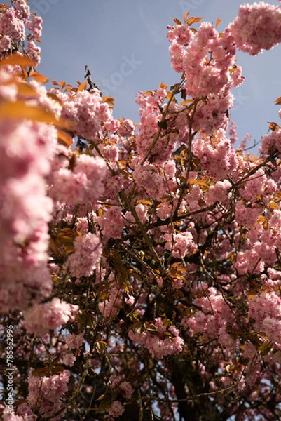 Fototapeta Cherry Blossom in Spring