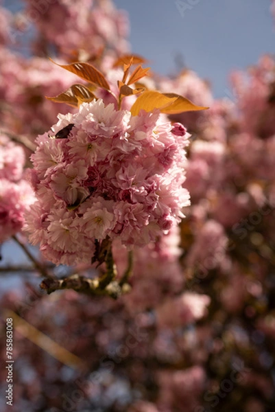 Fototapeta Cherry Blossom in Spring