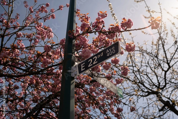 Fototapeta Cherry Blossom in Spring