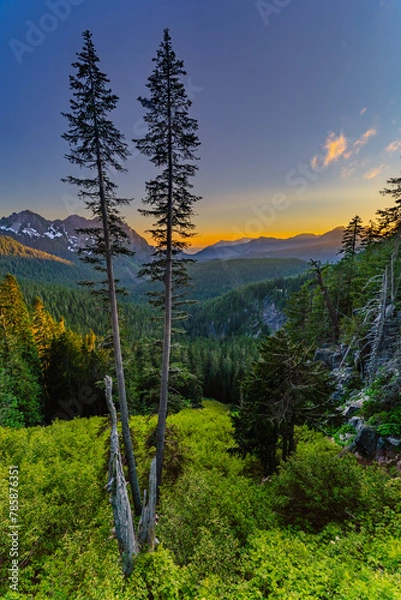 Obraz Mt Rainer Trees