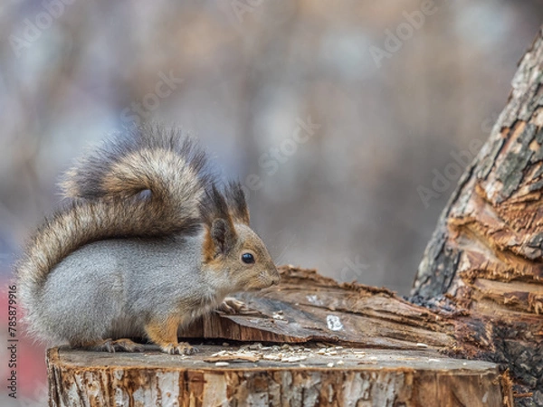 Obraz A squirrel sits on a stump and eats nuts in autumn.