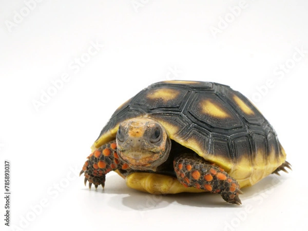 Obraz アカアシガメの子どものアップ