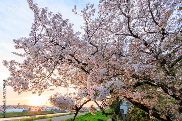 Fototapeta 夕日に染まる川辺で満開に咲く美しいソメイヨシノ（桜）。

日本国神奈川県横浜市鶴見区、鶴見川にて。
2024年4月12日撮影。

Beautiful Someiyoshino sakura (Cerasus x yedoensis, cherry blossom) in full bloom by the riverside at sunset.

At Tsurumi River, Tsurum