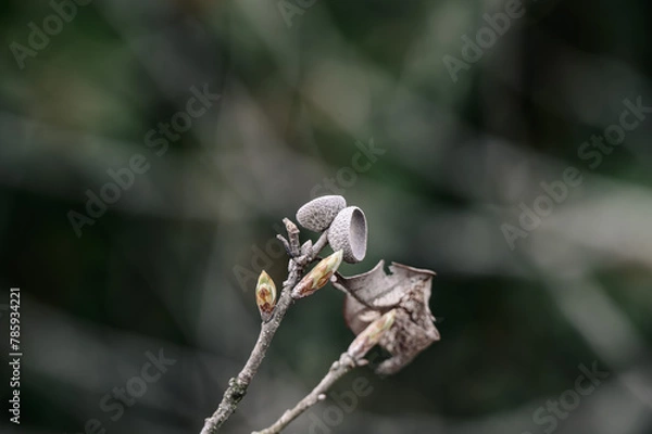 Fototapeta 春の訪れを感じさせる落葉樹の新芽と残ったどんぐりの帽子