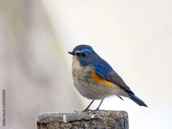 Fototapeta 木陰の杭の上に留まっているルリビタキの雄