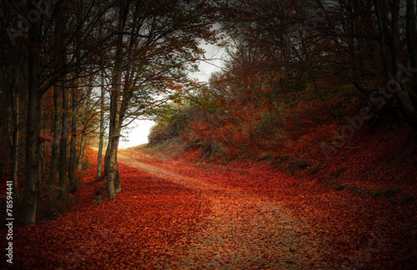 Obraz Enlightened road through the forest