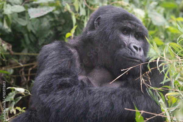 Obraz silverback Mountain Gorilla, Uganda