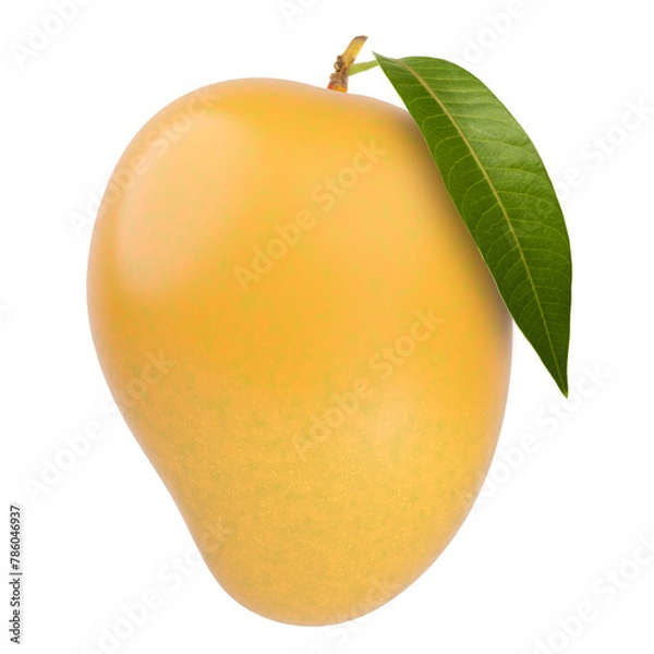 Obraz Świeże owoce mango Alphonso z łodygą i liściem na białym tle.