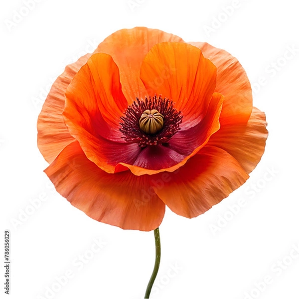 Fototapeta Iceland poppy flower isolated on transparent background