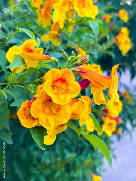Fototapeta Hybrid trumpet flowers in the pot as an ornamental houseplant. Esperanza plant (Tecoma stans) has a yellow and orange blossom in the summer season.