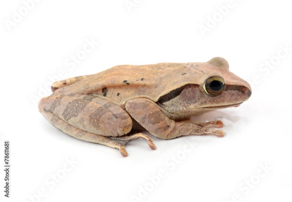 Obraz frog