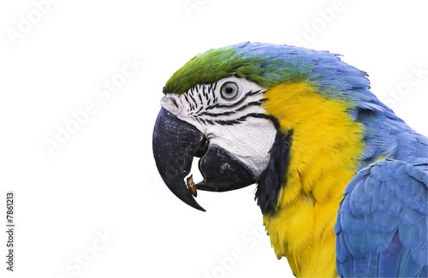 Obraz Peanut snack for one