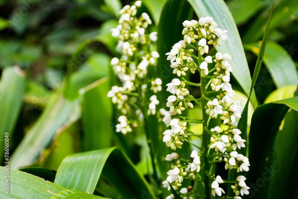 Obraz Lilly of the valley (Xiphidium) flowers on their plants